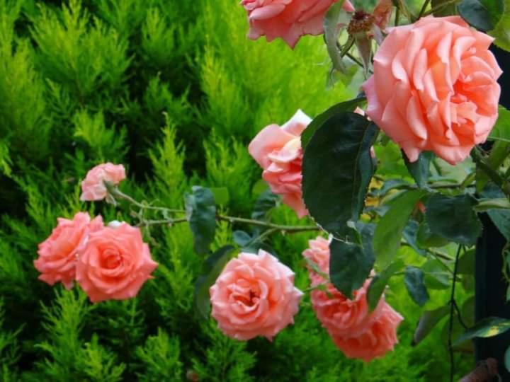 Gite Abeille-Soleil Saint-Nicolas-de-la-Grave 外观 照片